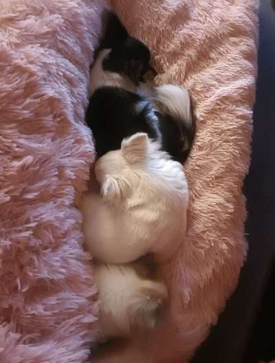 Gemeinsames Kuscheln im Bett!-Beitrag-Bild