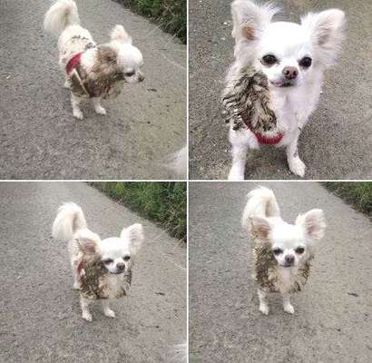 Das ekligste, das mein Hund gemacht hat...-Beitrag-Bild