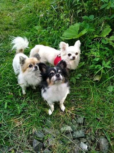 Die Dogorama Kalender Challenge Titelbild-Beitrag-Bild