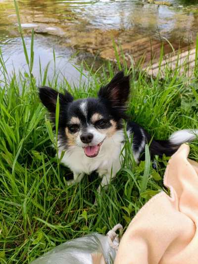 Wo sind die Chihuahua Besitzer ?-Beitrag-Bild