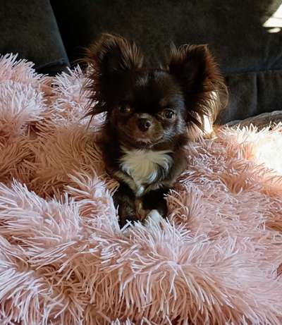 Wo sind die Chihuahua Besitzer ?-Beitrag-Bild