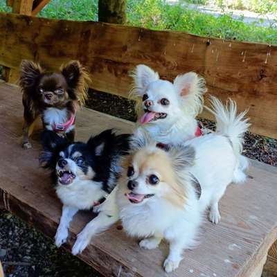 Wo sind die Chihuahua Besitzer ?-Beitrag-Bild
