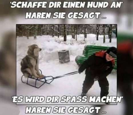 Hunde Memes-Beitrag-Bild