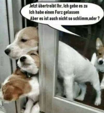 Hunde Memes-Beitrag-Bild