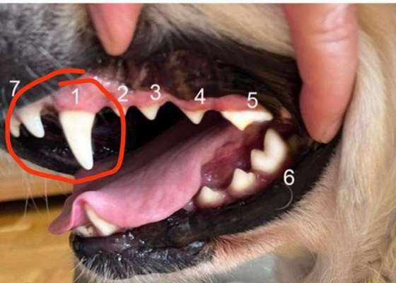 Was tun bei gefundenen Hunde-Schädeln? Fall geklärt, sie Antworten der TE-Beitrag-Bild