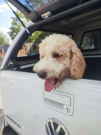 Foto Challenge Thema "Hunde im Auto"-Beitrag-Bild