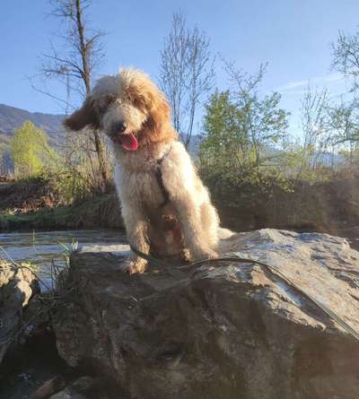 Fotosammlung: ,,Der natürliche Hund" Unbearbeitet, ungestellt und in Natura-Beitrag-Bild