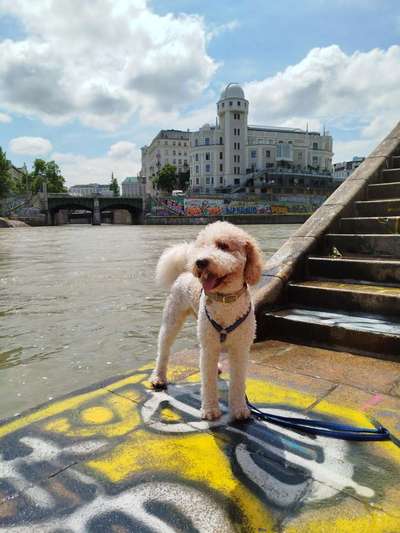 Wie kamst du zu deinem Hund?-Beitrag-Bild