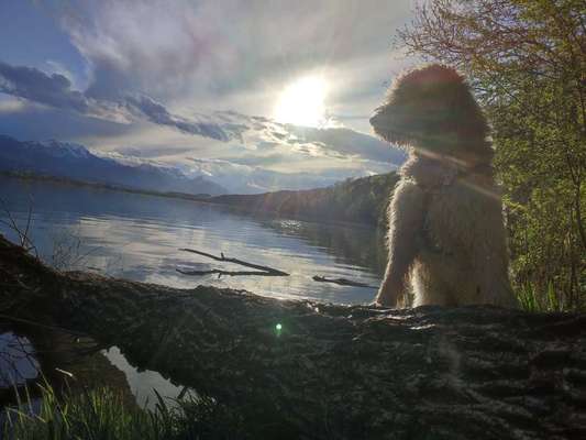 Sonnenaufgang mit Hund-Beitrag-Bild