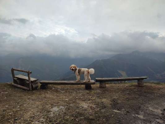 156. Fotochallenge *** DEIN HUND UND DIE WUNDERSCHÖNEN WOLKEN ***-Beitrag-Bild