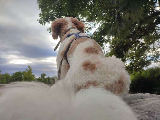 55. Handy Foto Challenge - von hinten, Blick in die Ferne-Beitrag-Bild