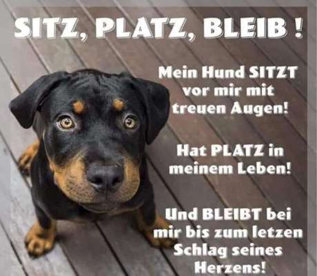 Berührende Hunde Bilder/Videos-Beitrag-Bild