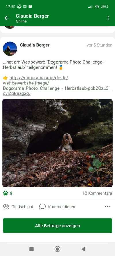 Dogorama Photo Challenge - Licht-Beitrag-Bild