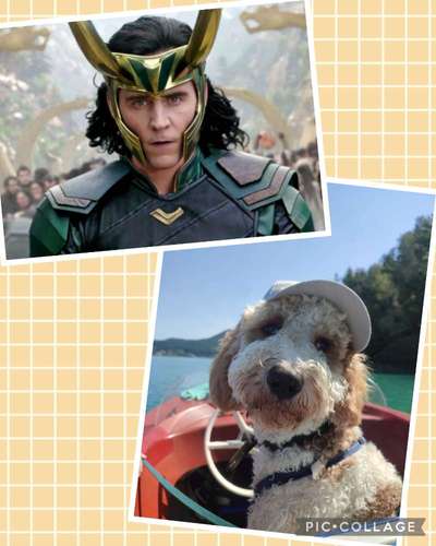 Wie heißt dein Hund?-Beitrag-Bild