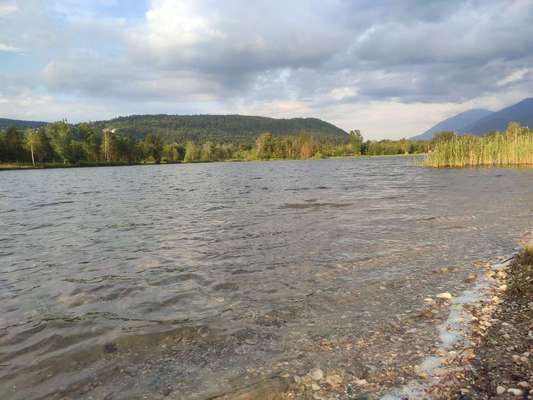 Hundesuslauf-Beitrag-Bild