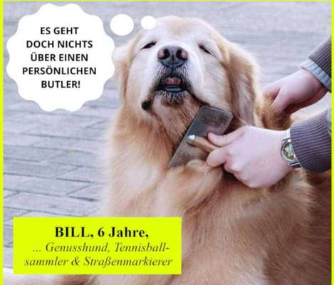 Hunde Memes-Beitrag-Bild
