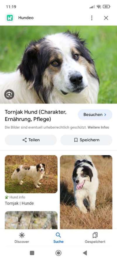 Mischlinge raten - Rätselspaß-Beitrag-Bild