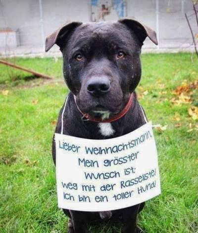 Berührende Hunde Bilder/Videos-Beitrag-Bild