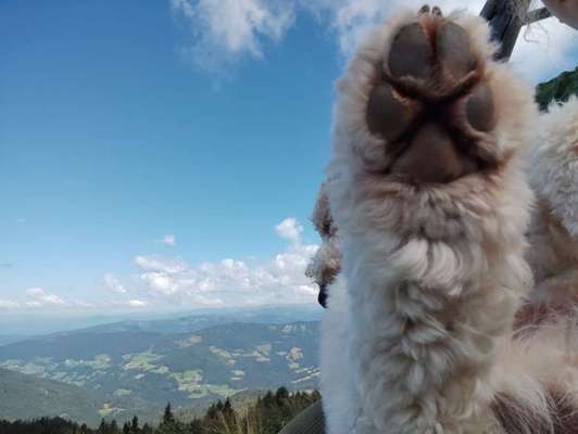 157 Fotochallege- Gib mir Deine Pfote und ich schenke Dir mein Herz-Beitrag-Bild