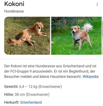 Mischlinge raten - Rätselspaß-Beitrag-Bild