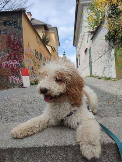 Goldendoodle-Beitrag-Bild