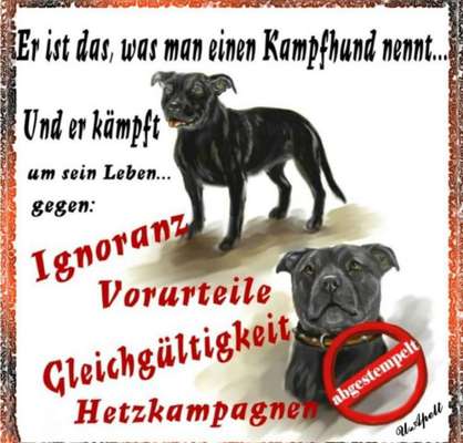 Berührende Hunde Bilder/Videos-Beitrag-Bild