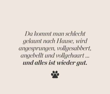 Berührende Hunde Bilder/Videos-Beitrag-Bild