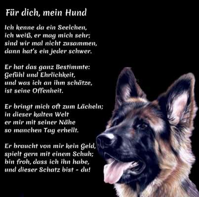 Berührende Hunde Bilder/Videos-Beitrag-Bild