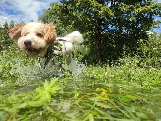 59. Handy Foto Challenge: Mein Hund und das springende Wasser-Beitrag-Bild