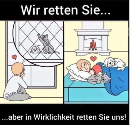 Berührende Hunde Bilder/Videos-Beitrag-Bild