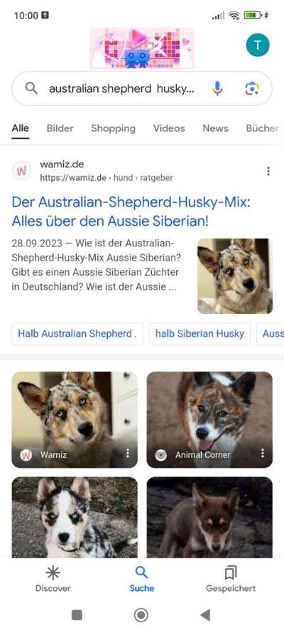 Warum müssen Mischlinge jetzt so klangvolle "Rassebezeichnungen" haben?-Beitrag-Bild