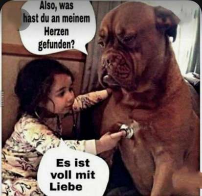 Berührende Hunde Bilder/Videos-Beitrag-Bild