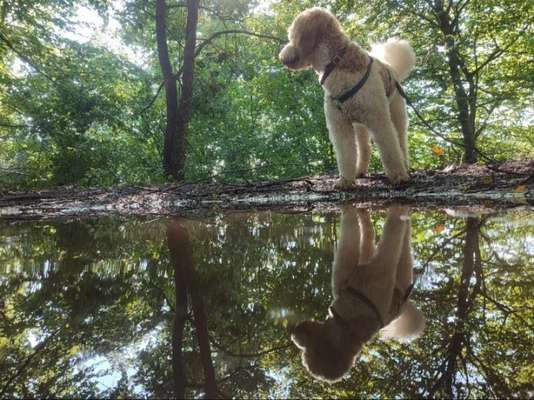 Foto -Challenge  Thema : Dein Hund Im Wald-Beitrag-Bild