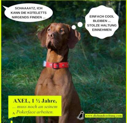 Hunde Memes-Beitrag-Bild