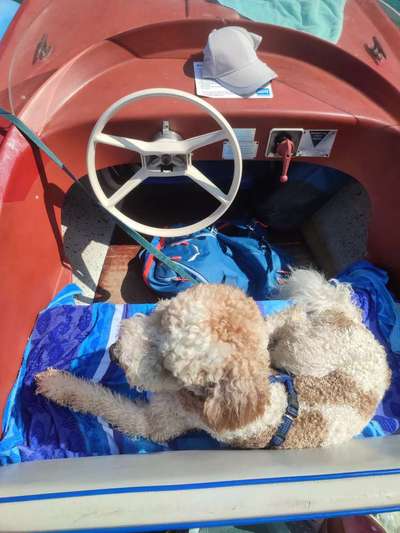 25. gemeinsame Impulskontrolle Übung: Auto fahren-Beitrag-Bild