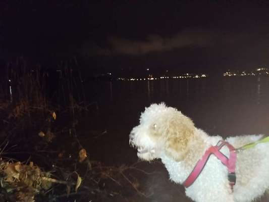 Was ist wenn die Besitzer Angst im Dunklen haben?-Beitrag-Bild