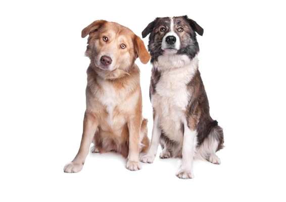 Mischlinge raten - Rätselspaß-Beitrag-Bild