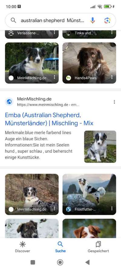 Warum müssen Mischlinge jetzt so klangvolle "Rassebezeichnungen" haben?-Beitrag-Bild