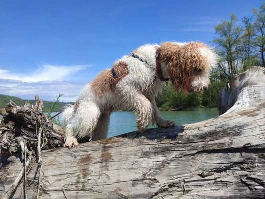 Handy Fotochallenge Nr. 52: Dein Hund mit blauem Himmel-Beitrag-Bild
