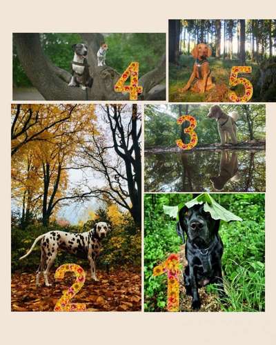 Foto -Challenge  Thema : Dein Hund Im Wald-Beitrag-Bild