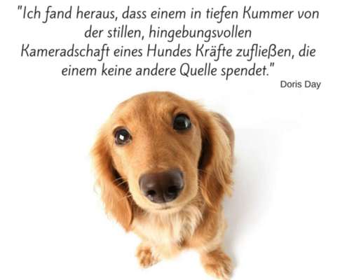 Berührende Hunde Bilder/Videos-Beitrag-Bild