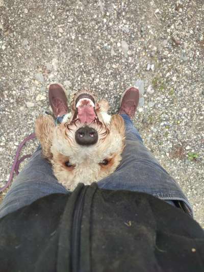 Fotowettbewerb "Liebeserklärung an deinen Hund!"-Beitrag-Bild