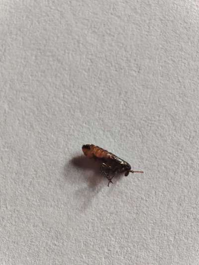 Welches Tier ist das?-Beitrag-Bild