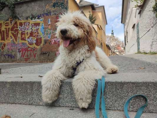 Dogorama Photo Challenge - Herzenshund-Beitrag-Bild