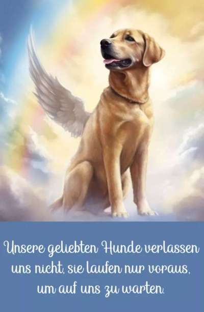 Berührende Hunde Bilder/Videos-Beitrag-Bild