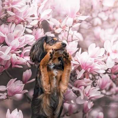 Hundetreffen-Fellfreundschaften-Bild