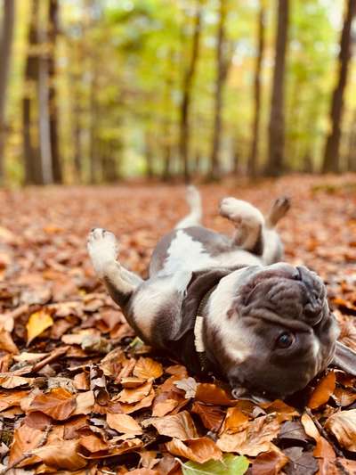 Dogorama Photo Challenge - Wälzen-Beitrag-Bild