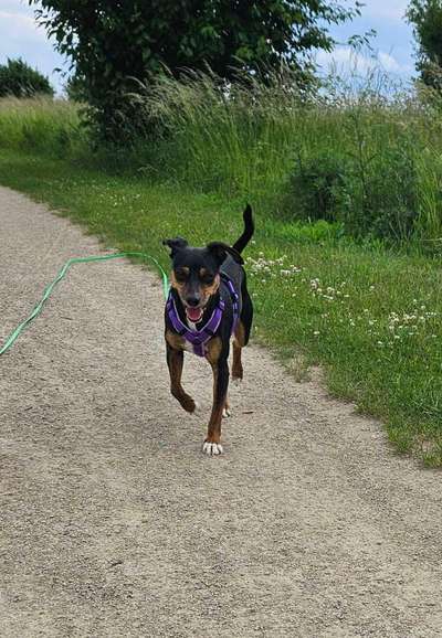 Hundetreffen-Gassirunde / Sozialwalk-Bild