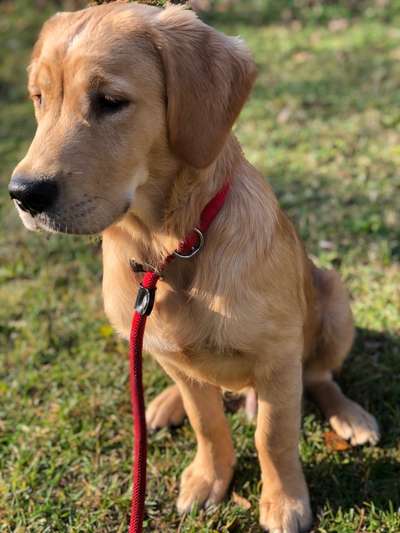 Wo sind die Golden Retriever Liebhaber?-Beitrag-Bild