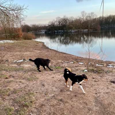Hundeauslaufgebiet-Hundefreilaufwiese Mahndorfer See-Bild